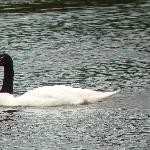 birdflyer