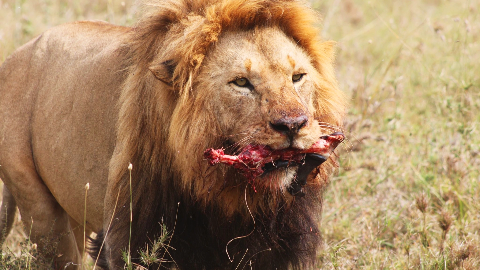 African Safari gian lion in the Serengeti