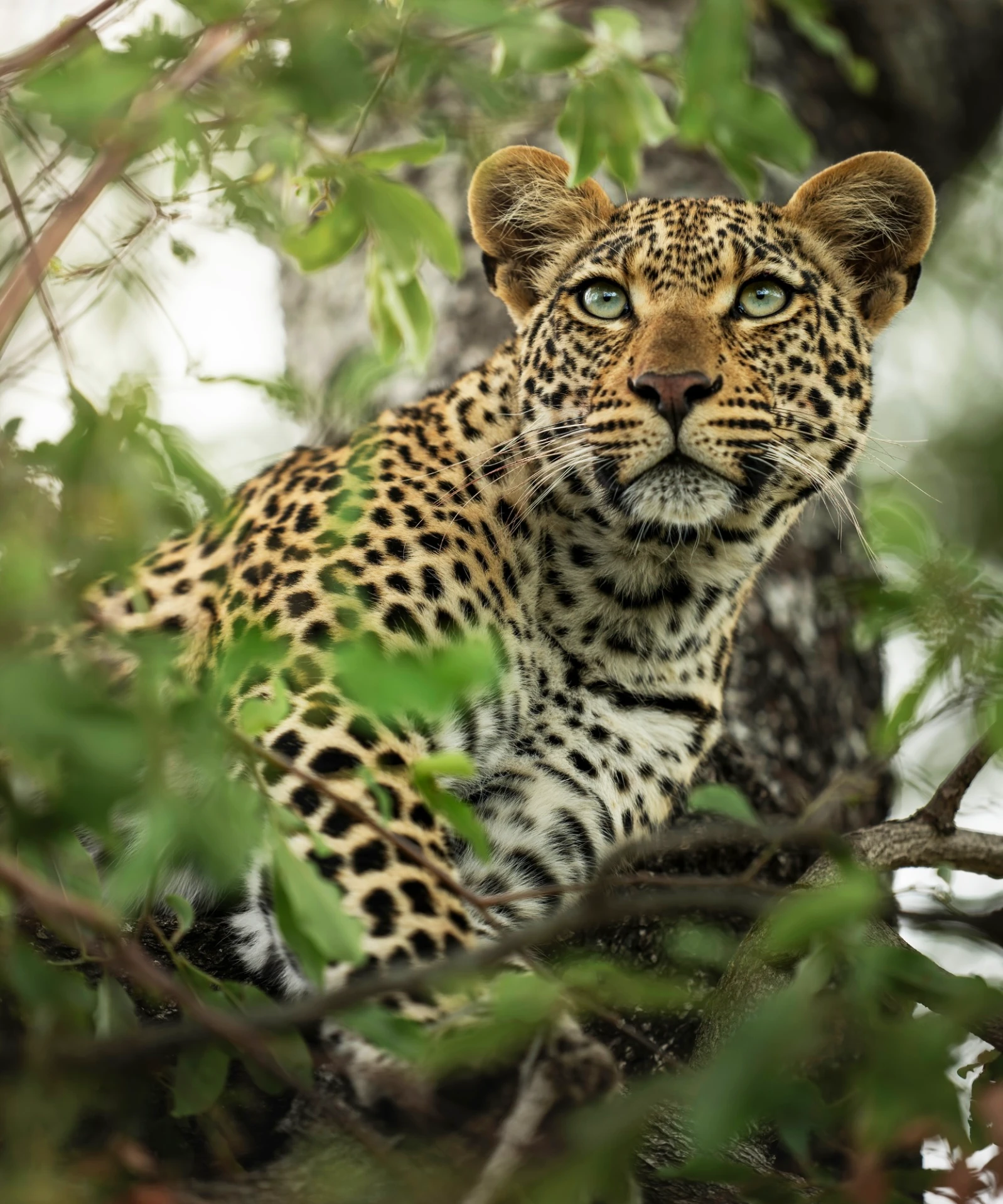 Leopard o the tree - 7 days Tanzania Luxury Safari